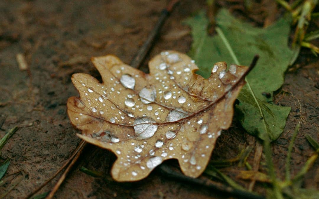 The September Soul Cleanse