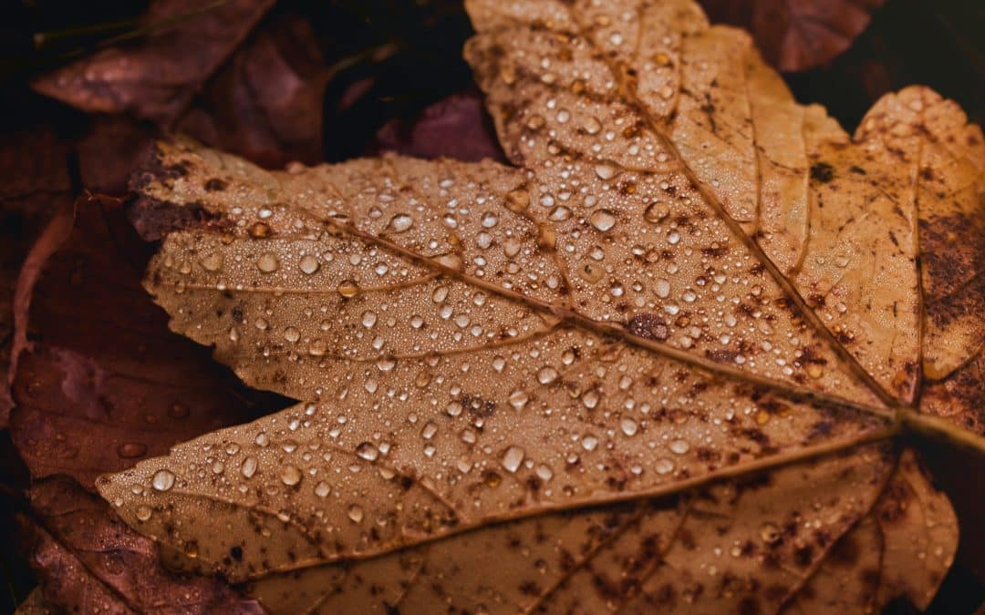 Your Energy is Real and Important! September Collective Reading