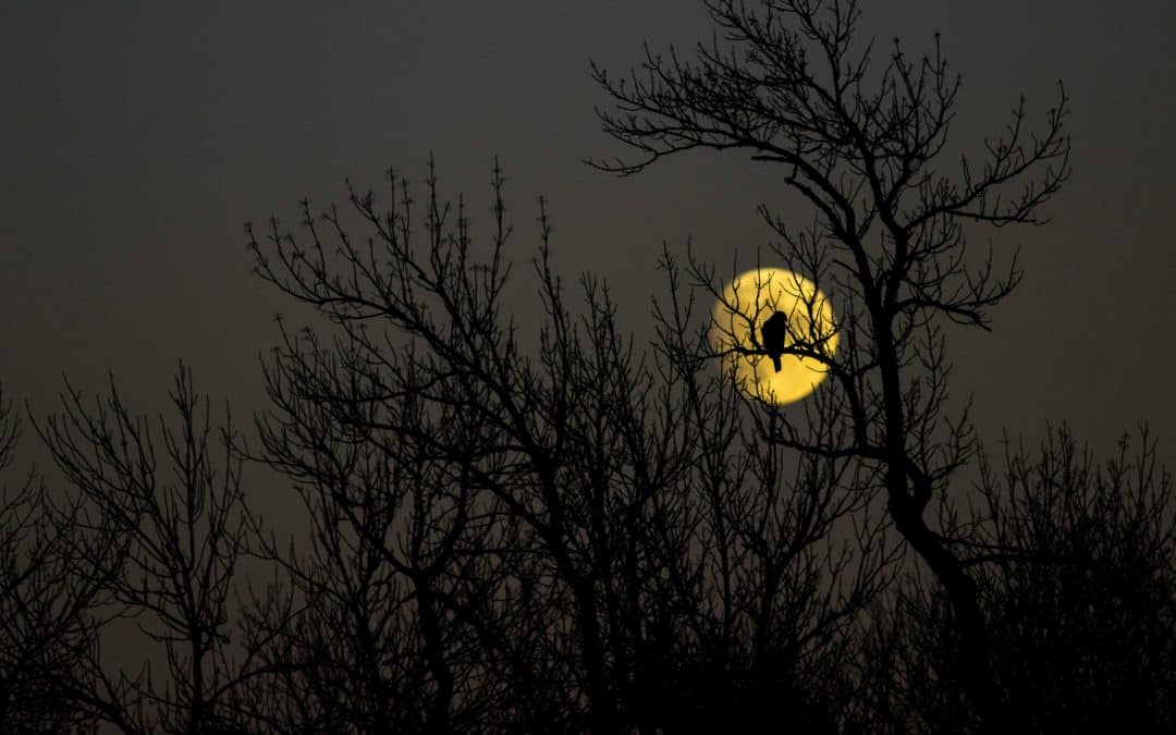 Astrological Planetary Activations for October 2025