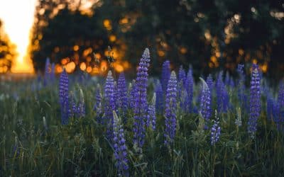 “EVERYTHING is working out for you!” June Collective Reading