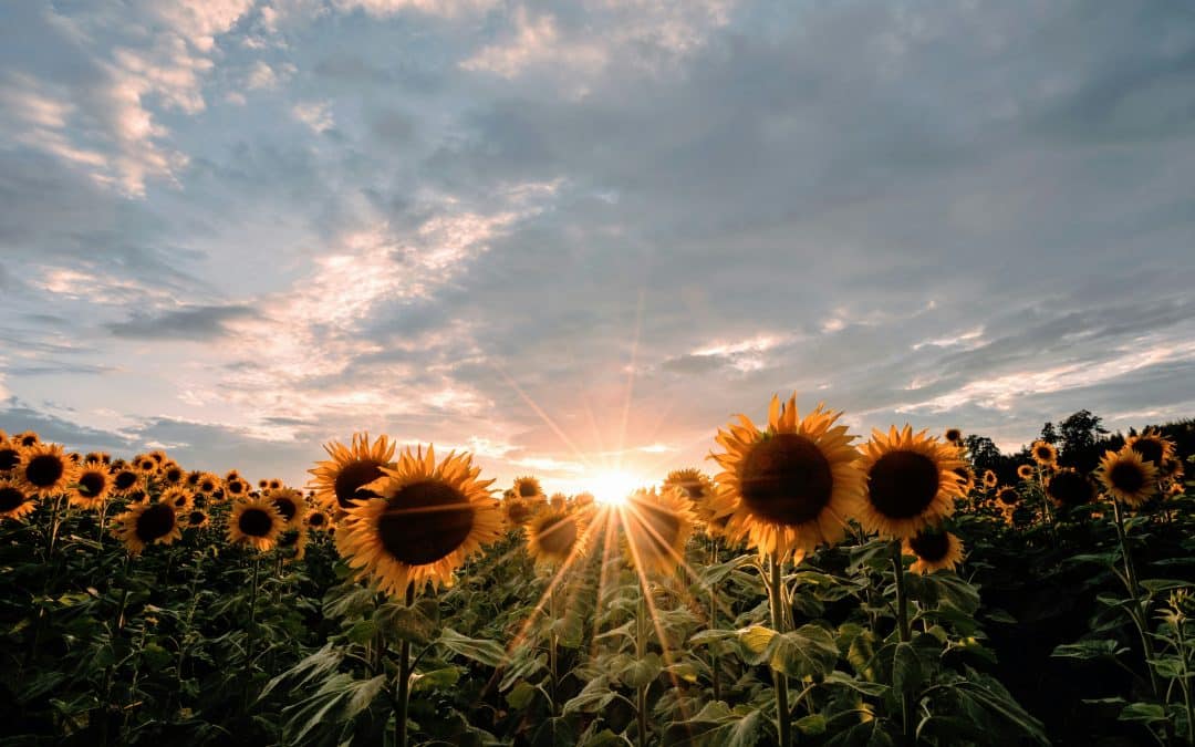The FEELING Connection – August Collective Reading