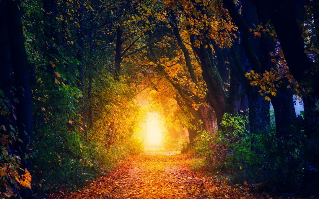 To Become Your Whole Self… Let go – September Collective Reading